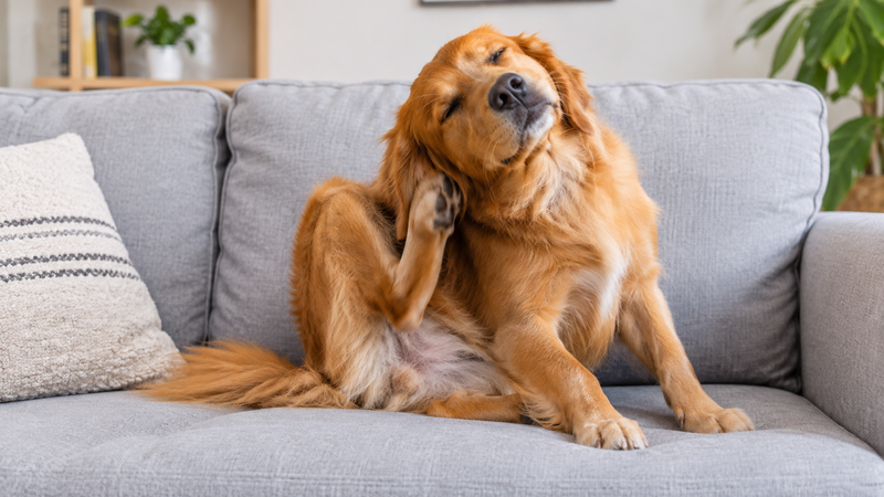 Pulgas en perros y gatos: cómo detectarlas a tiempo y qué tratamiento sí funciona