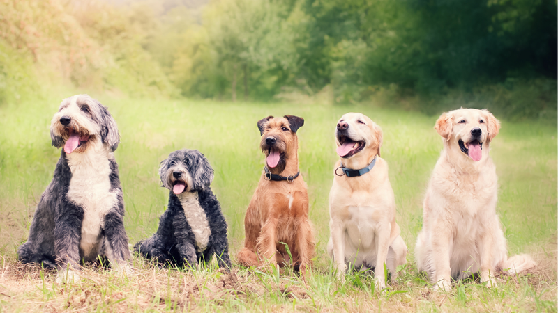 Envejecimiento en perros y gatos: cómo saber la edad real de tu mascota y cuidarla mejor