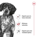 Royal Canin Adulto Senior +7 - Mediano